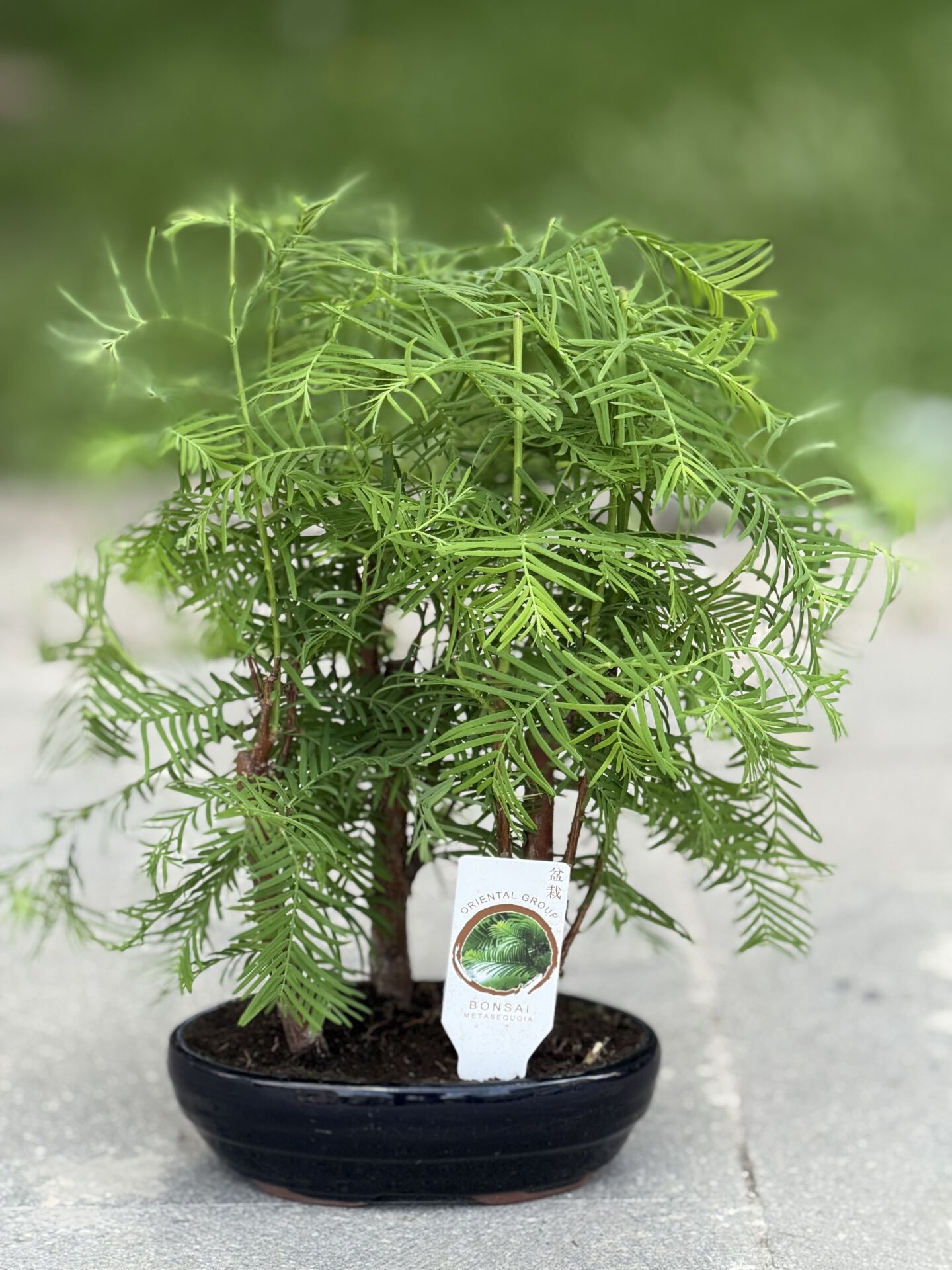 Bonsai Mini Metasequoia