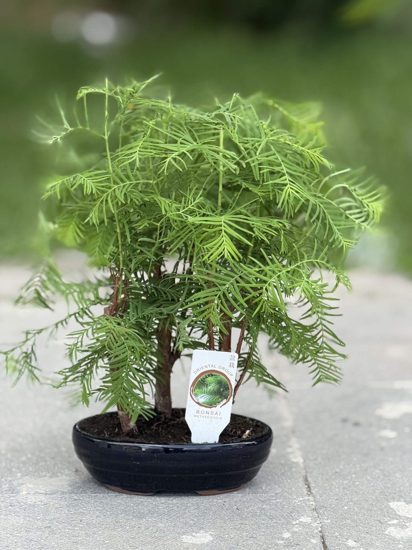 Bonsai Mini Metasequoia