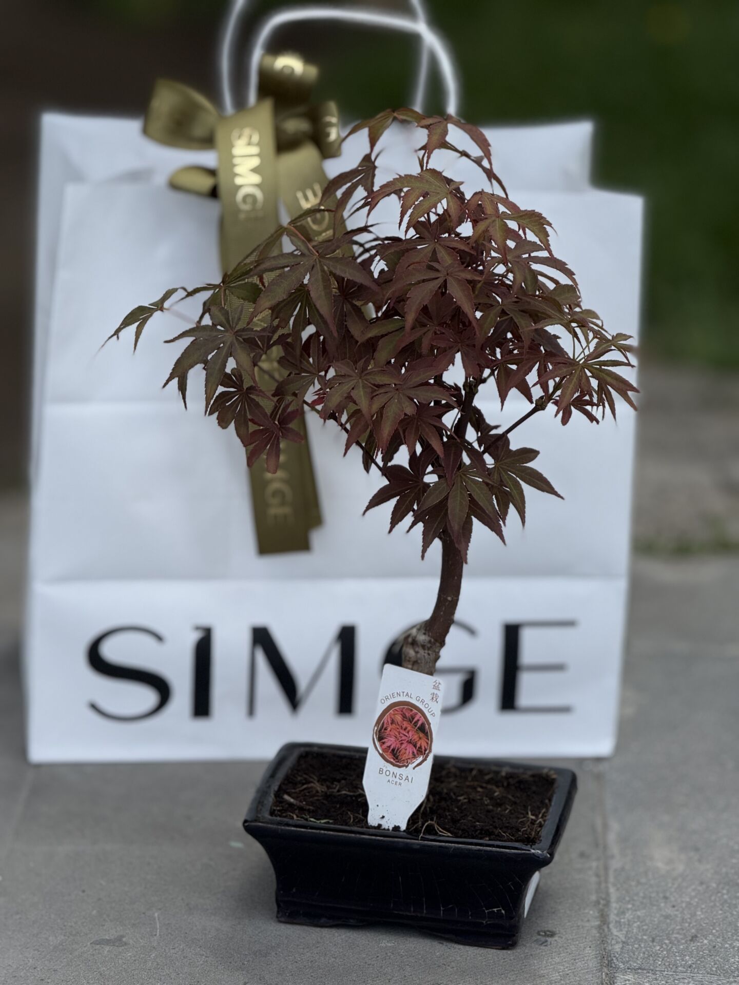 Bonsai Mini Acer