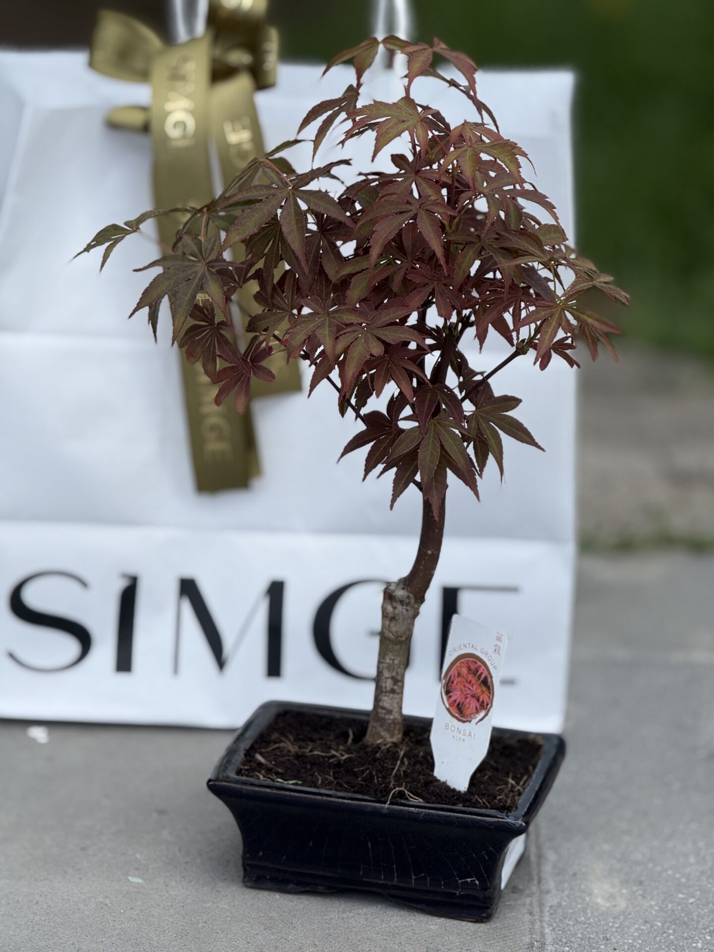 Bonsai Mini Acer