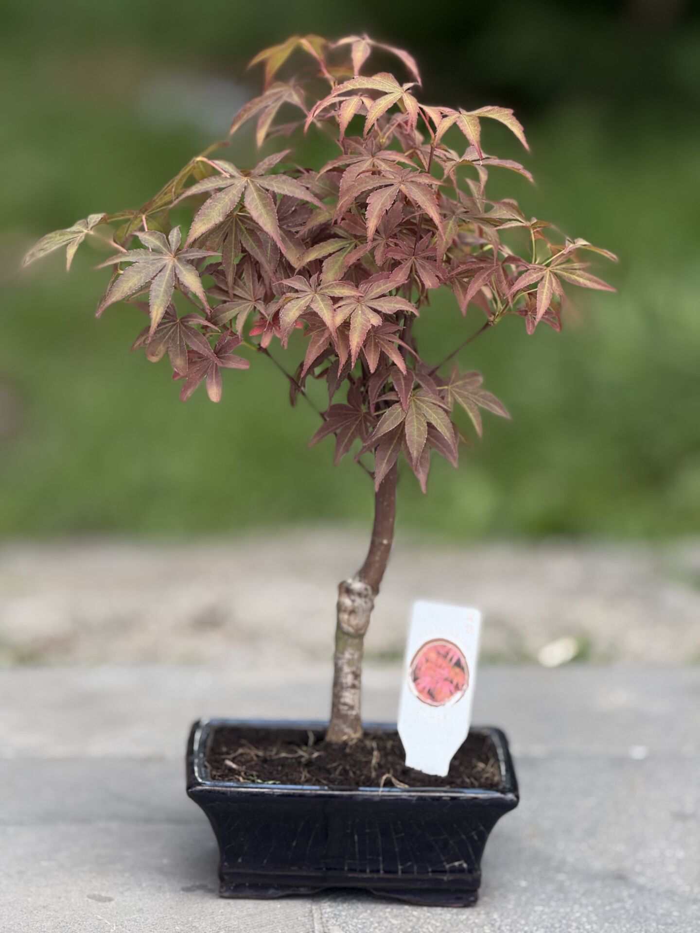 Bonsai Mini Acer