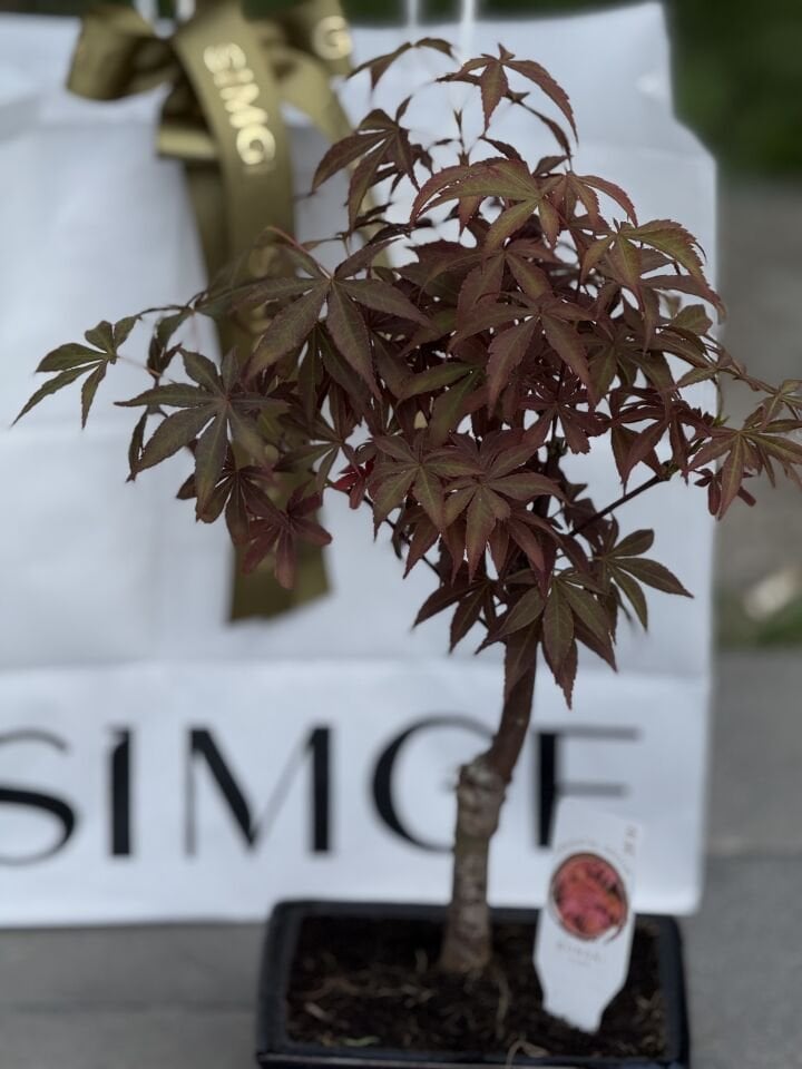 Bonsai Mini Acer
