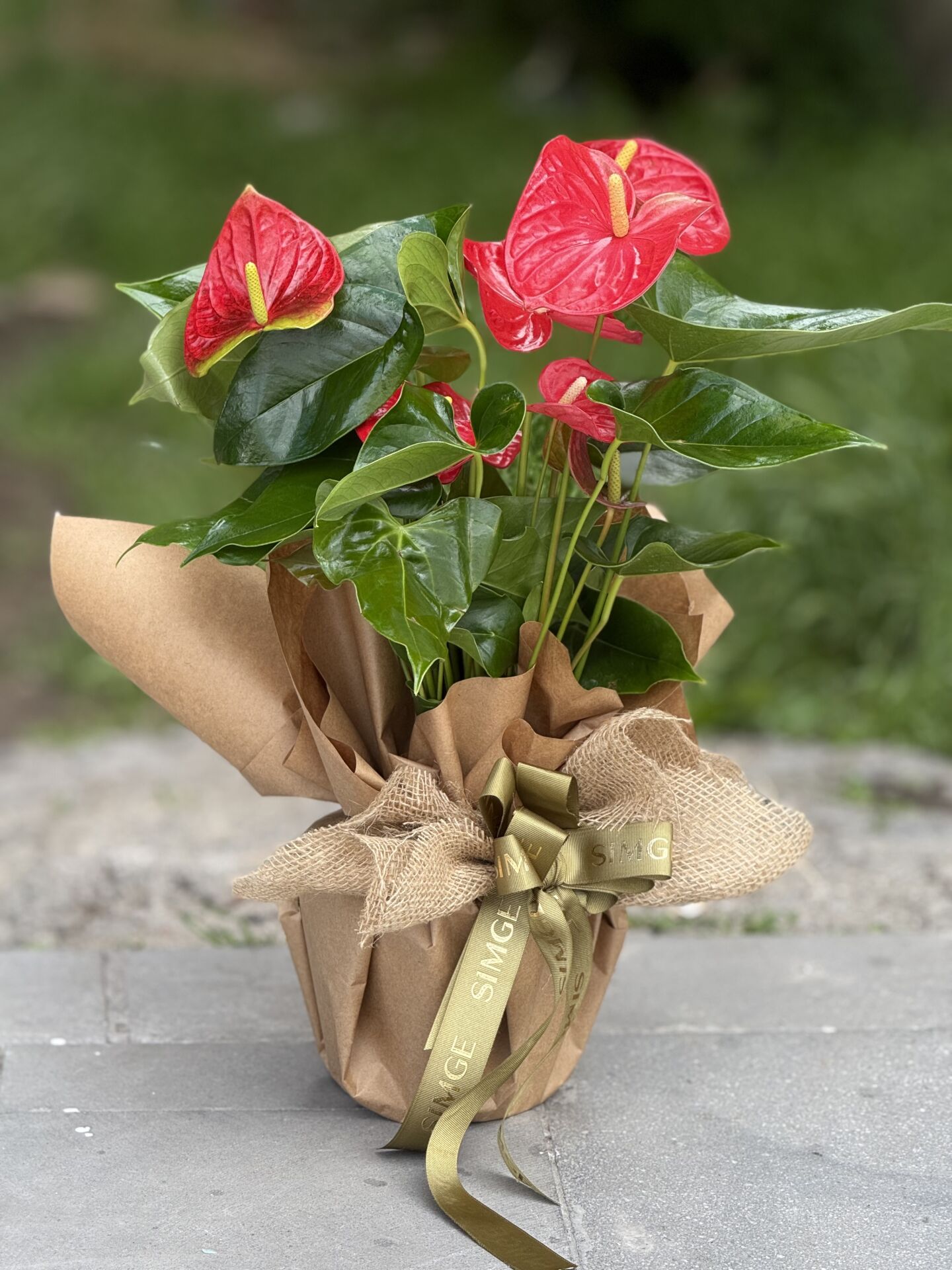 Anthurium Saksı Çiçeği