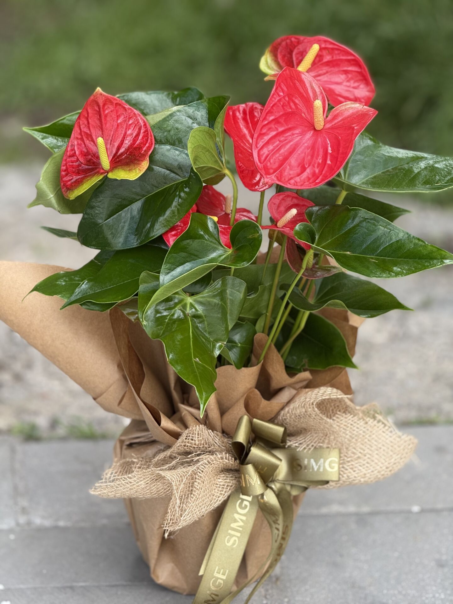 Anthurium Saksı Çiçeği