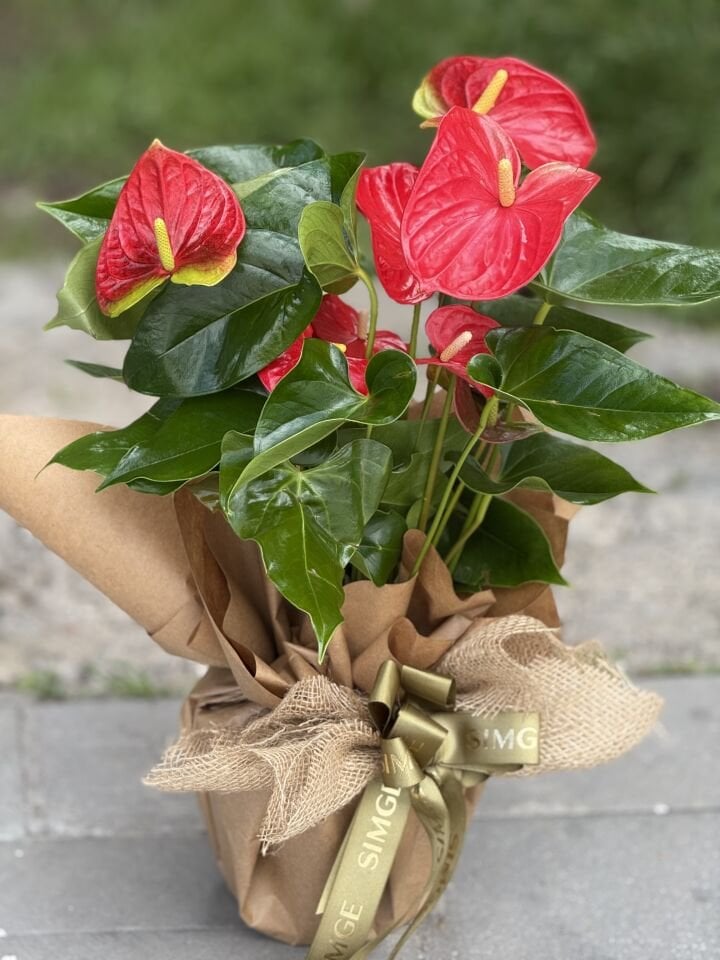 Anthurium Saksı Çiçeği