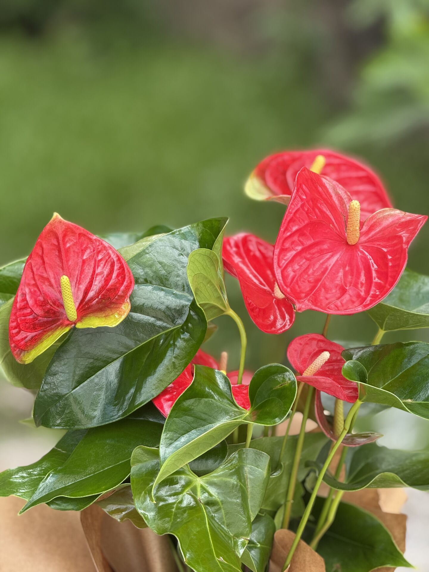 Anthurium Saksı Çiçeği