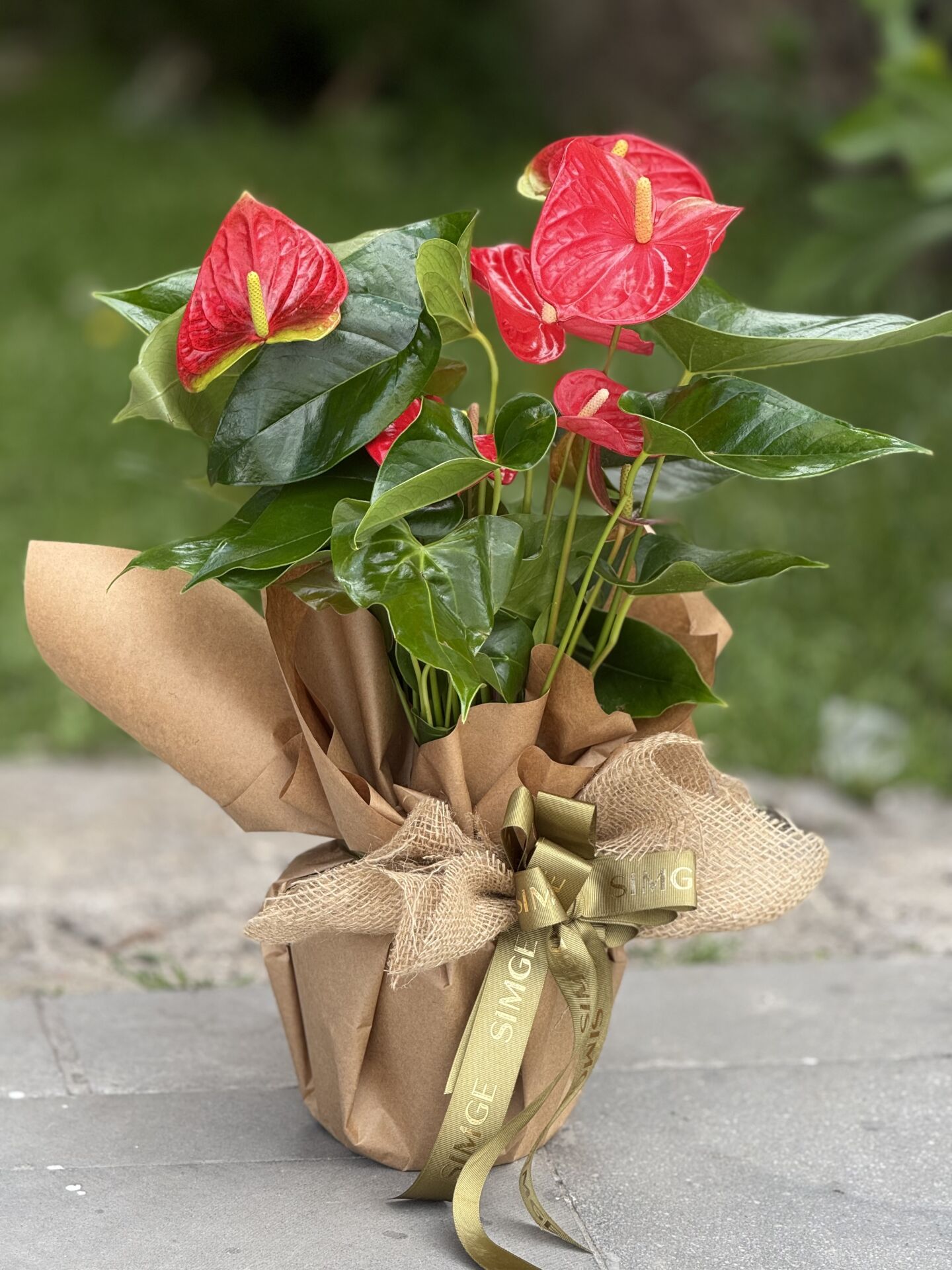 Anthurium Saksı Çiçeği