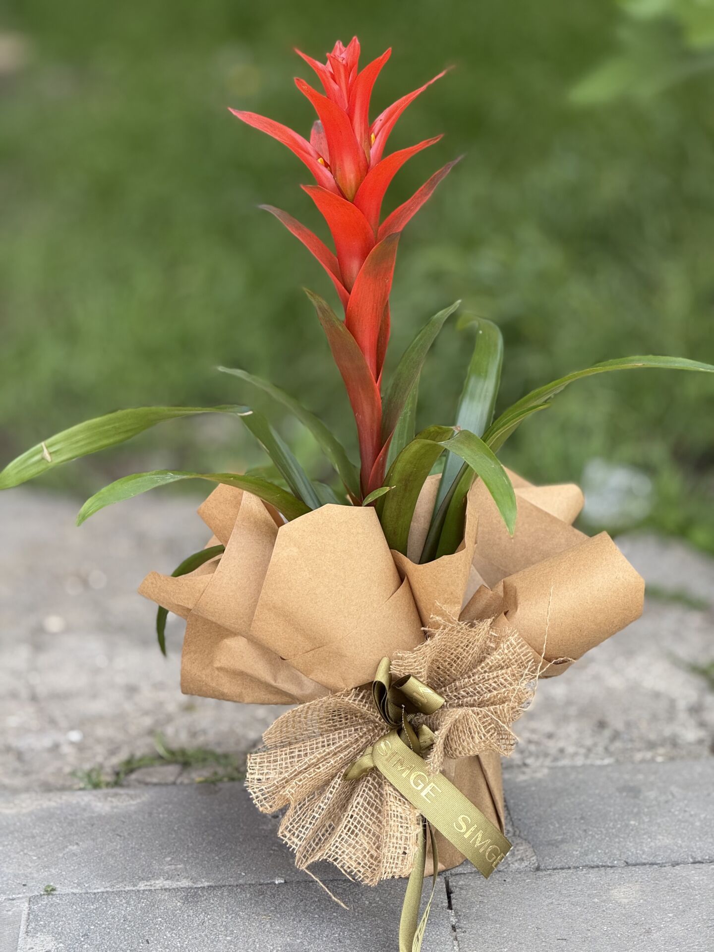 Guzmania Bitkisi