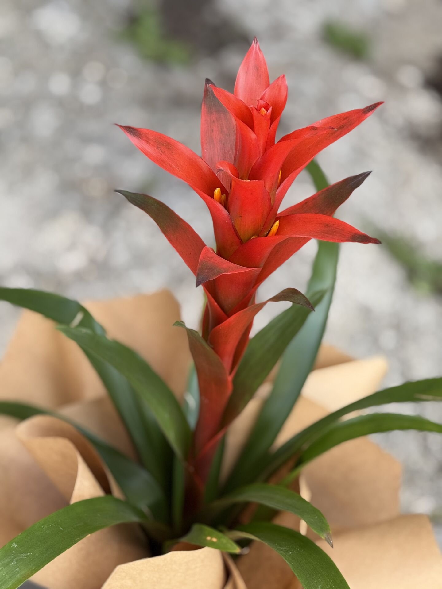 Guzmania Bitkisi