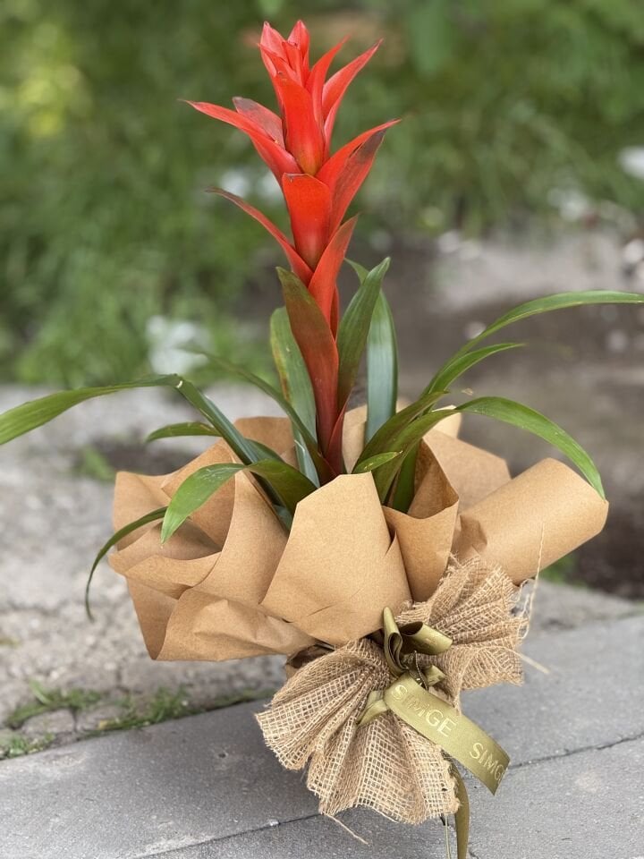 Guzmania Bitkisi