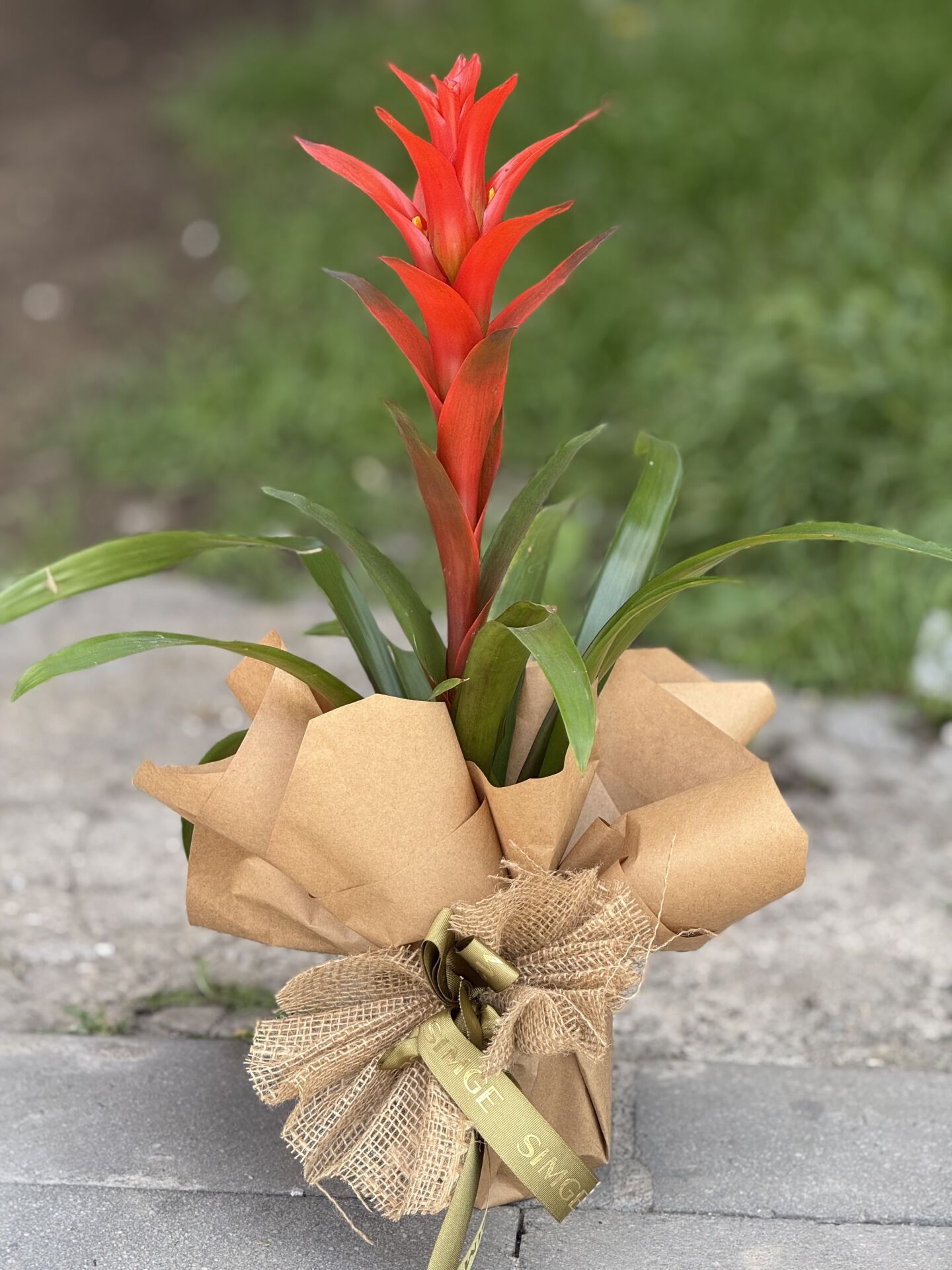 Guzmania Bitkisi