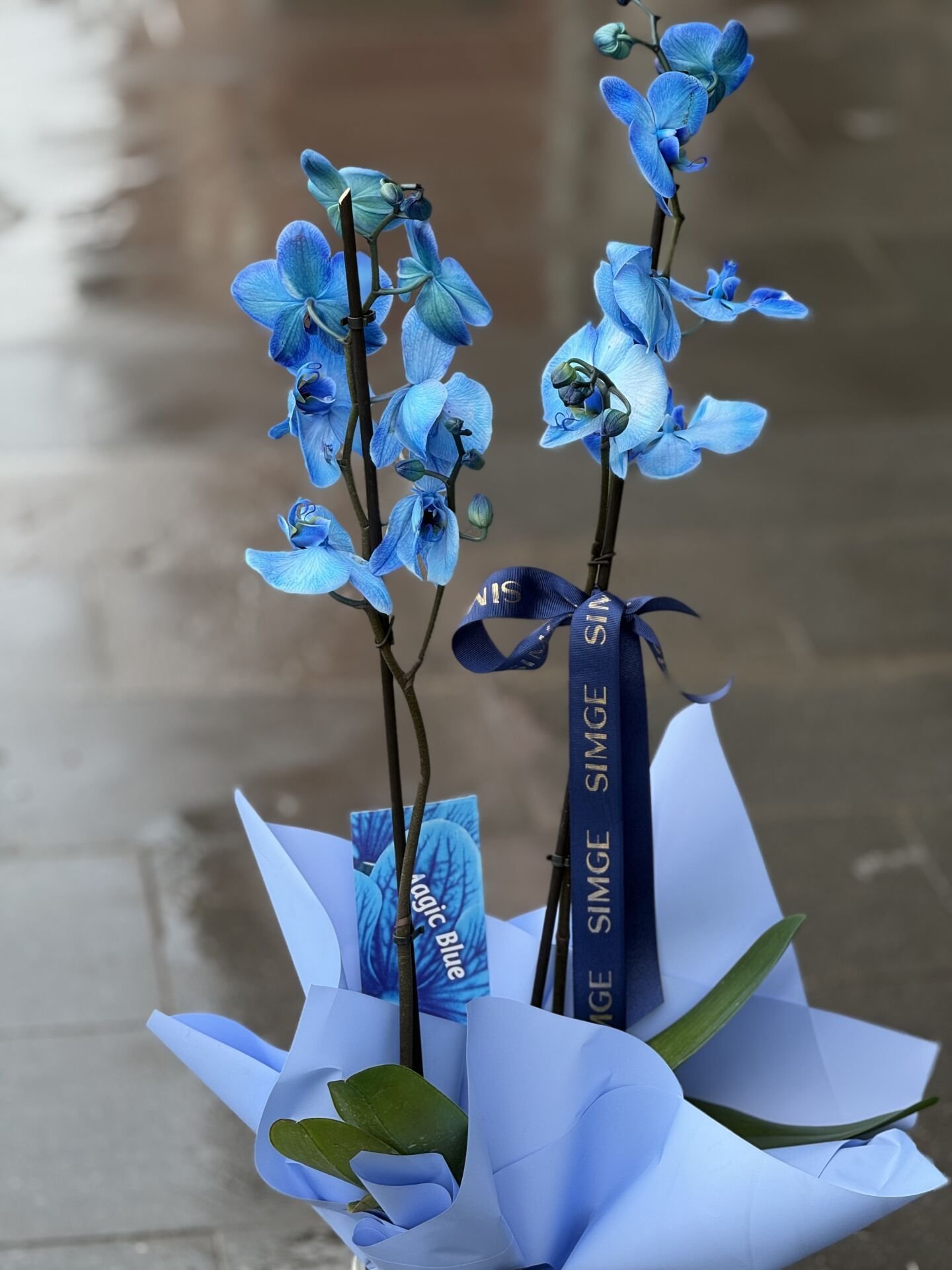 Çift Dal Mavi Orkide Cam Vazolu