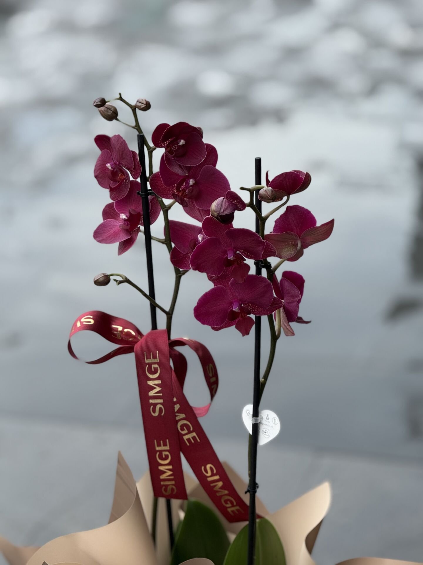 Çift Dal Bordo Orkide Cam Vazolu