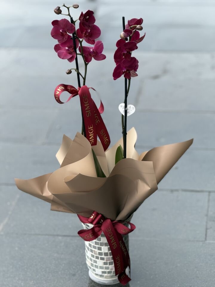 Çift Dal Bordo Orkide Cam Vazolu