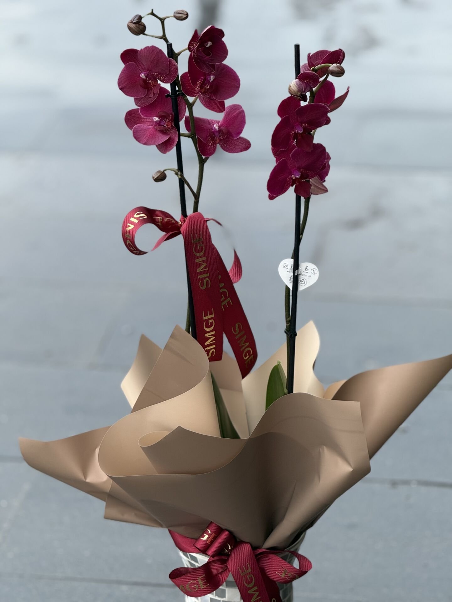 Çift Dal Bordo Orkide Cam Vazolu