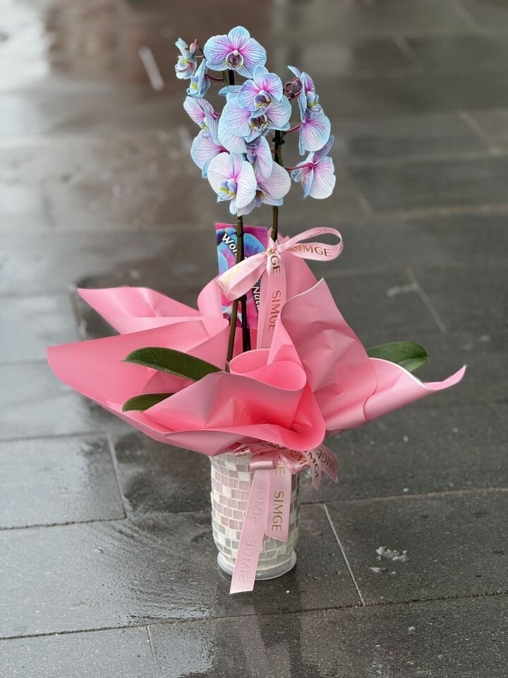 Çift Dal Bubblegum Orkide Cam Vazolu