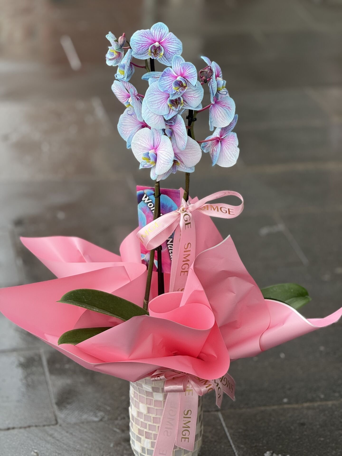 Çift Dal Bubblegum Orkide Cam Vazolu