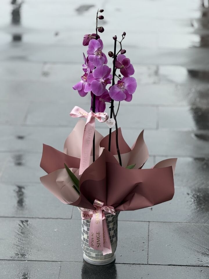 Çift Dal Pembe Orkide Cam Vazolu