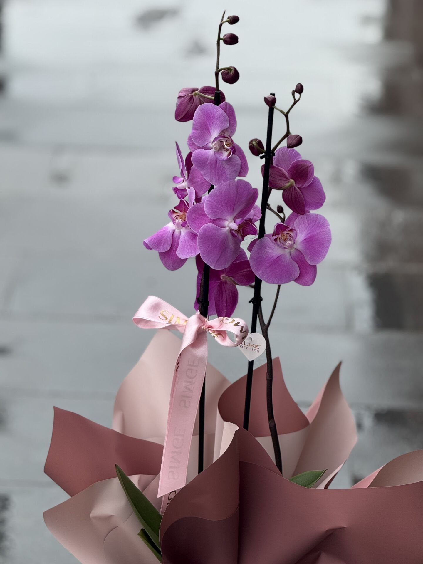 Çift Dal Pembe Orkide Cam Vazolu