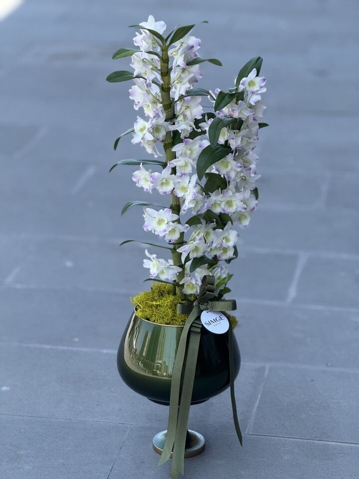 Hoş Kokulu Dendrobium Cam Vazolu Orkide