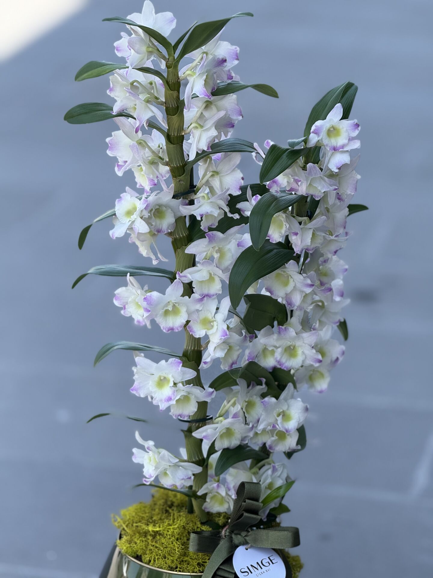 Hoş Kokulu Dendrobium Cam Vazolu Orkide