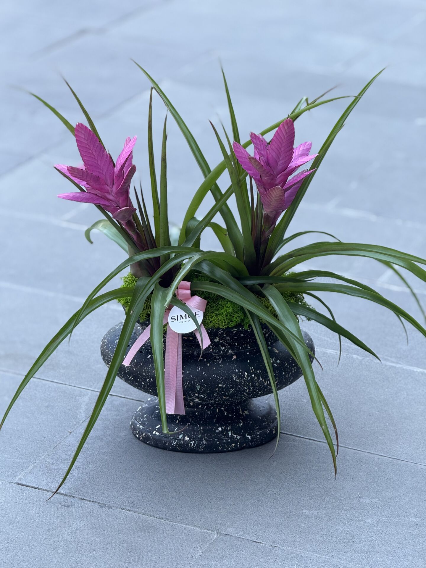 Seramik Vazoda Pembe Guzmania