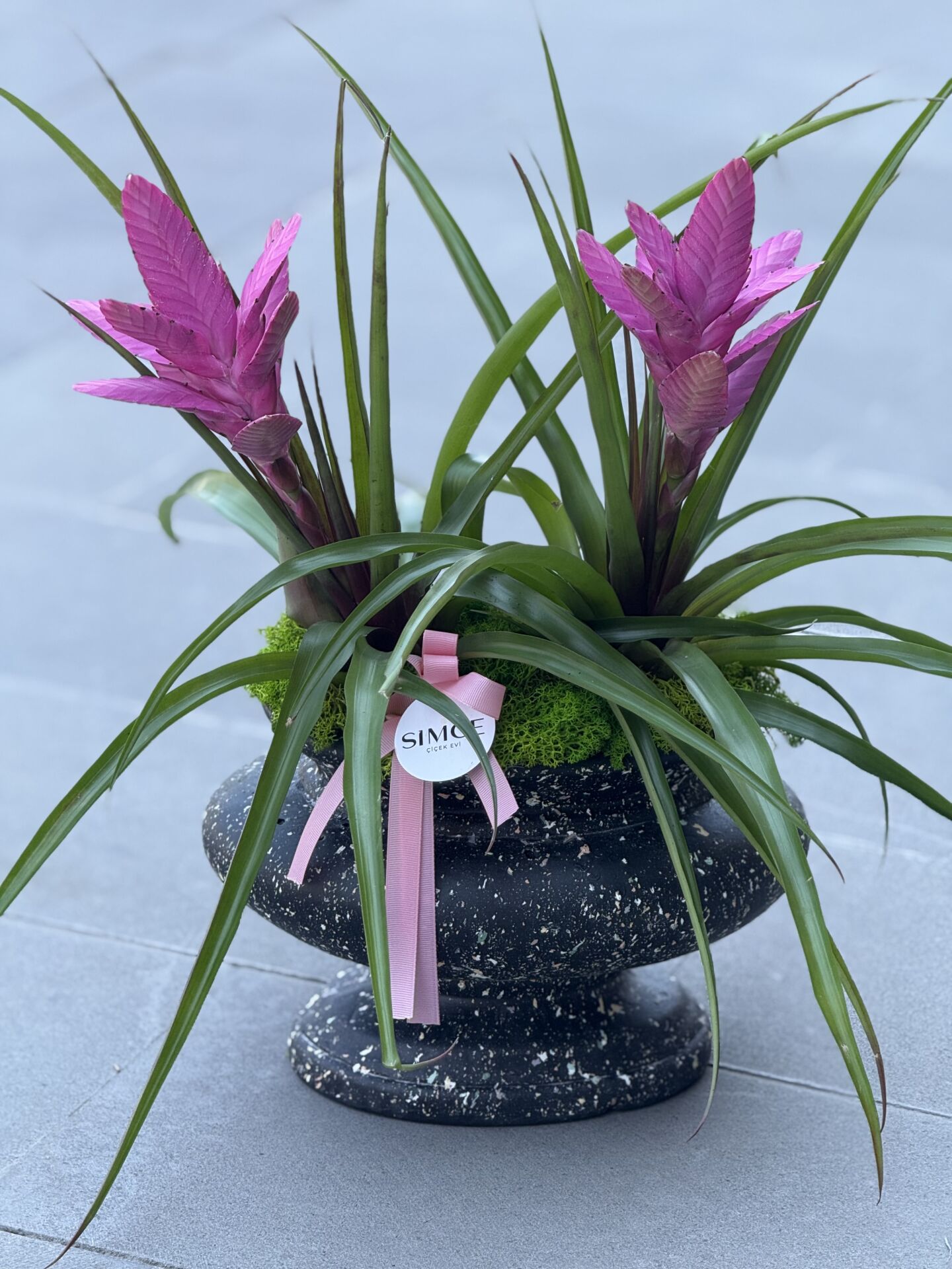 Seramik Vazoda Pembe Guzmania