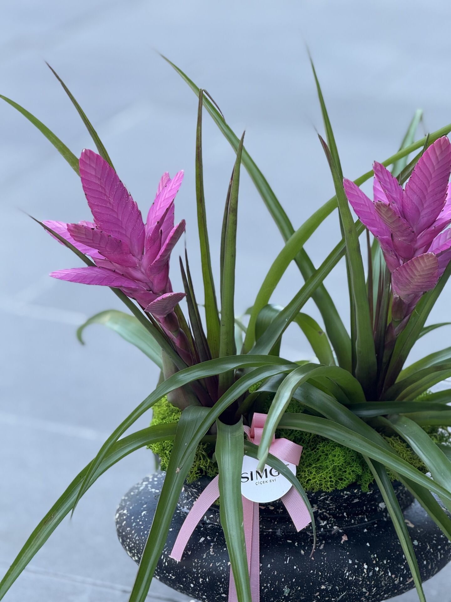 Seramik Vazoda Pembe Guzmania