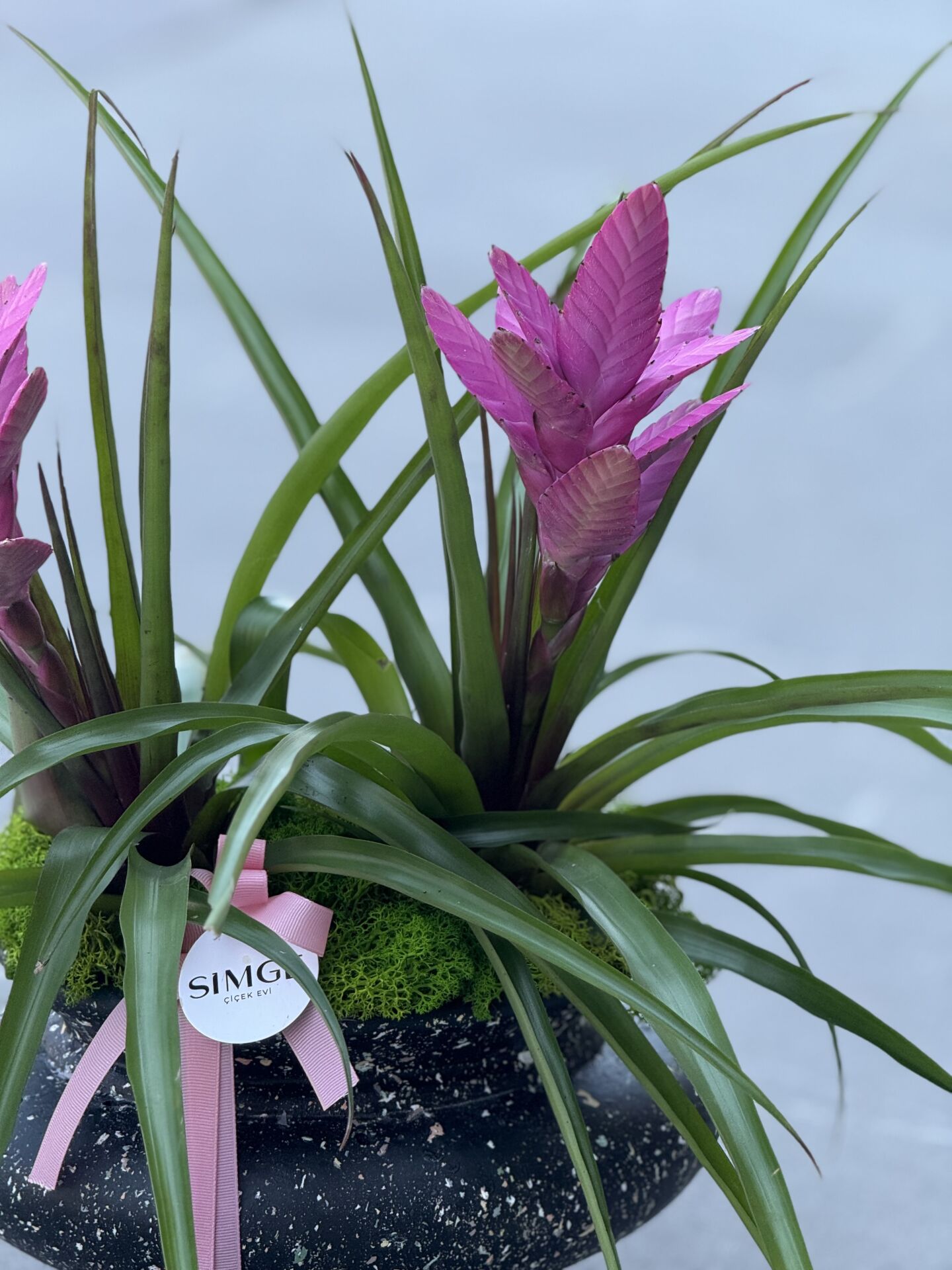 Seramik Vazoda Pembe Guzmania