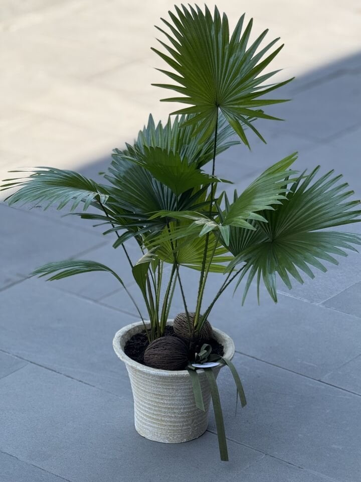 Livistona Bitkisi