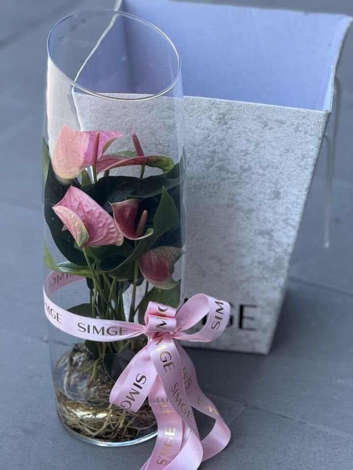Cam Vazoda Anthurium Bitkisi
