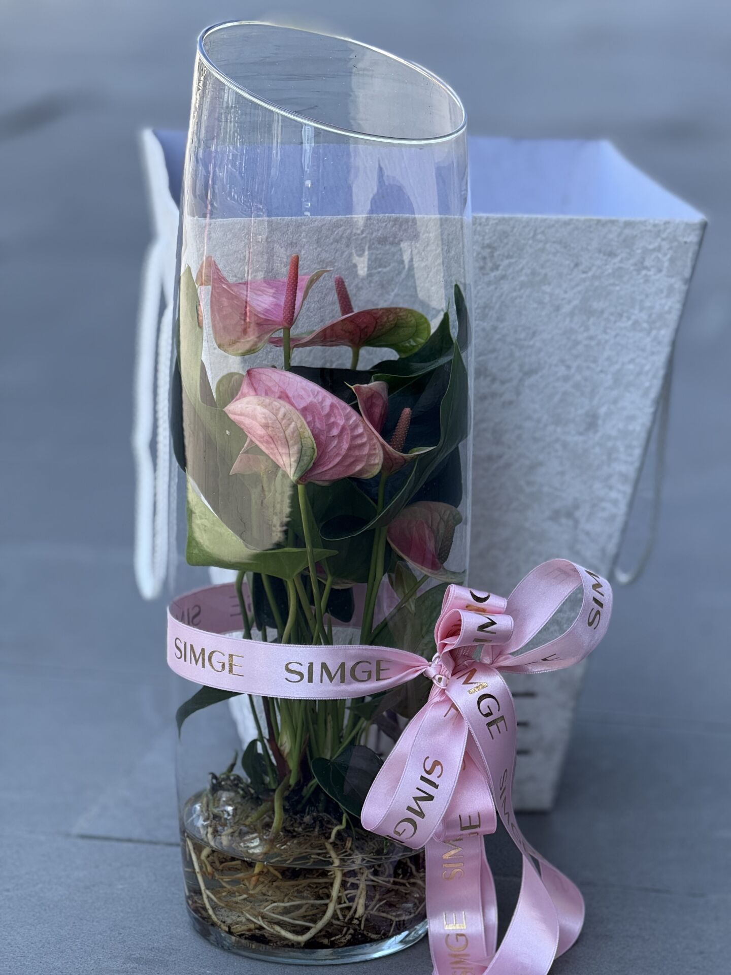 Cam Vazoda Anthurium Bitkisi