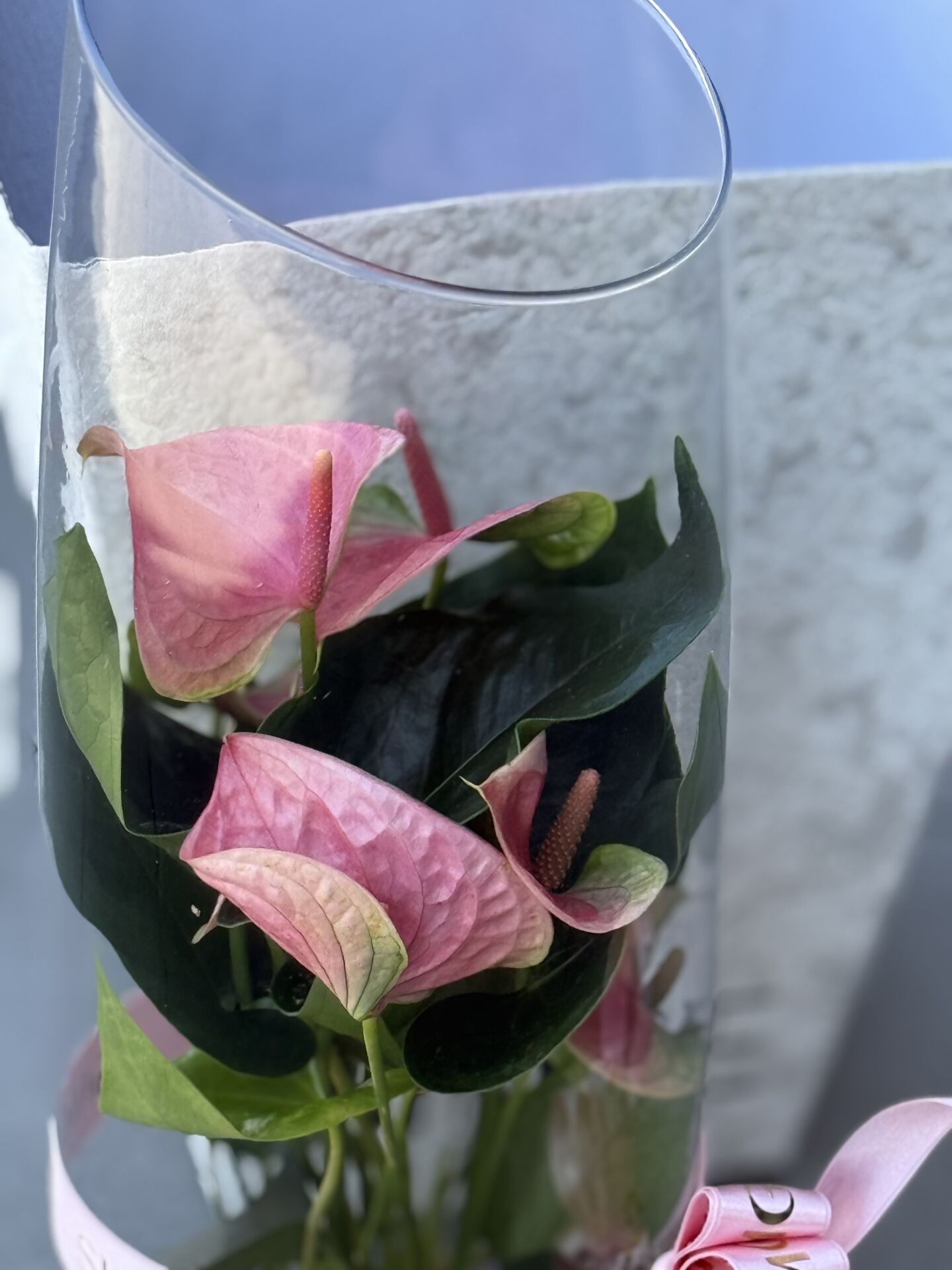 Cam Vazoda Anthurium Bitkisi