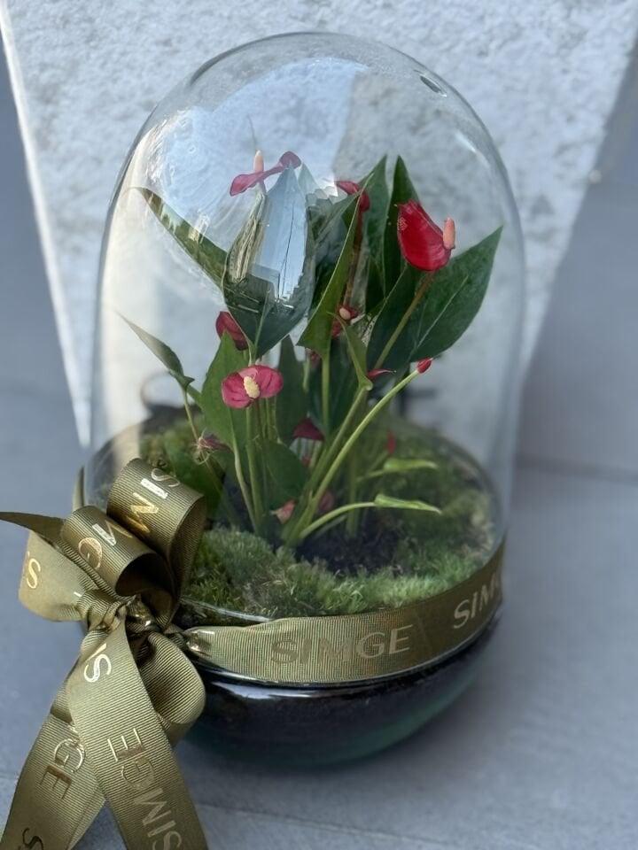 Kapalı Cam Fanusta Anthurium Bitkisi