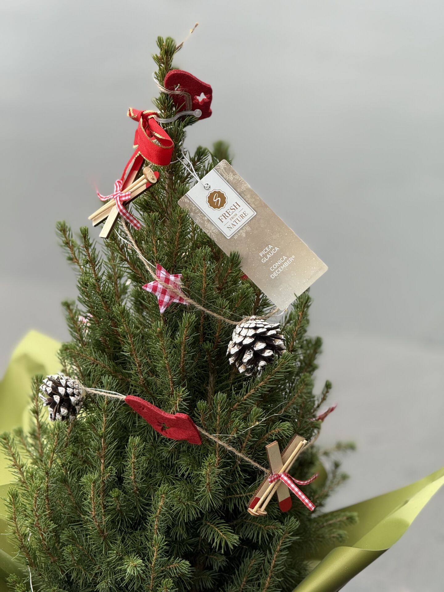 Yeni Yıl Çam Ağacı