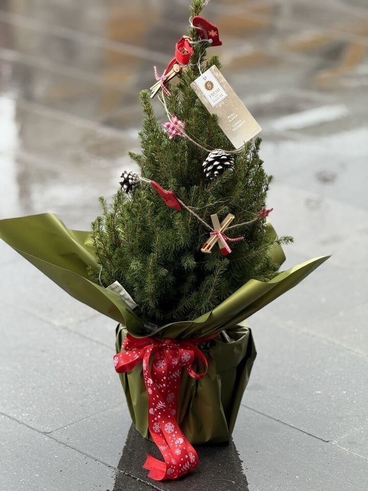 Yeni Yıl Çam Ağacı