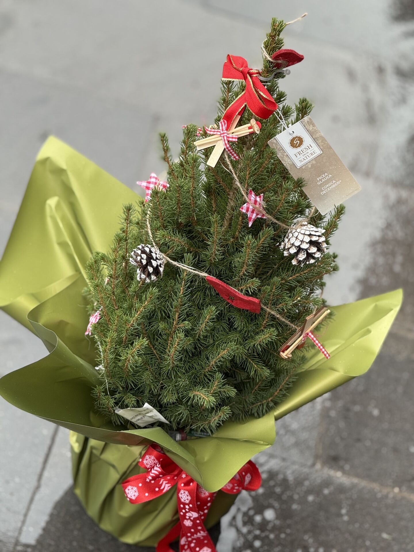 Yeni Yıl Çam Ağacı