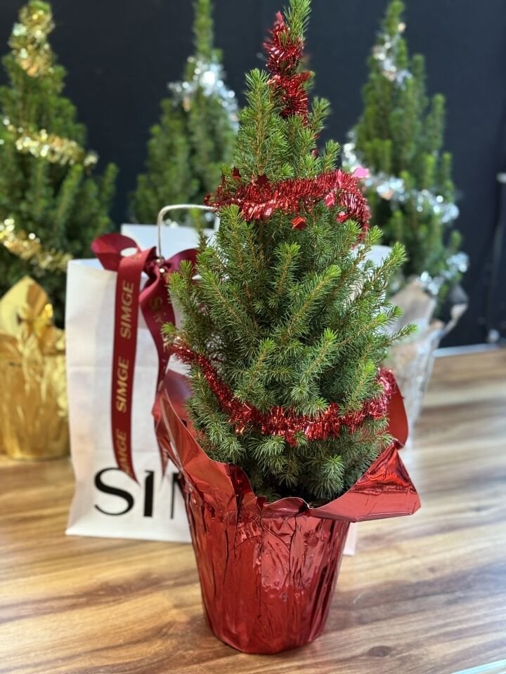 Yeni Yıl Çam Ağacı