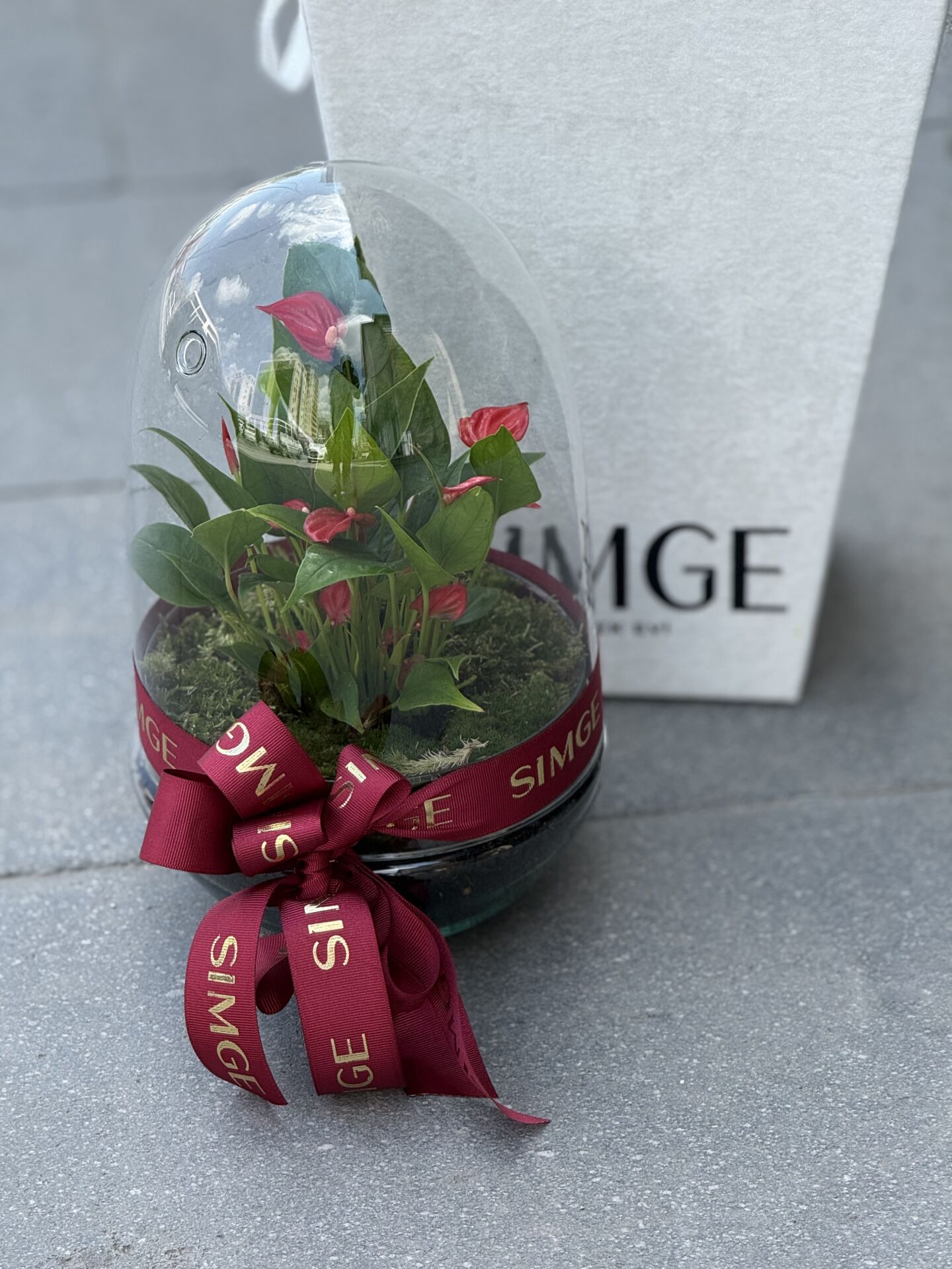 Fanus Camda Mini Anthurium Bitkisi