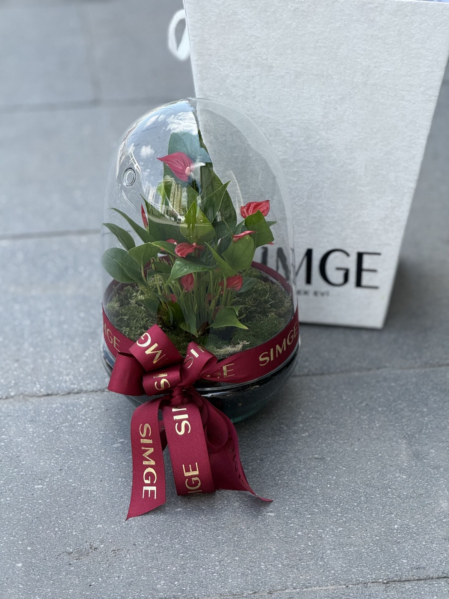 Fanus Camda Mini Anthurium Bitkisi