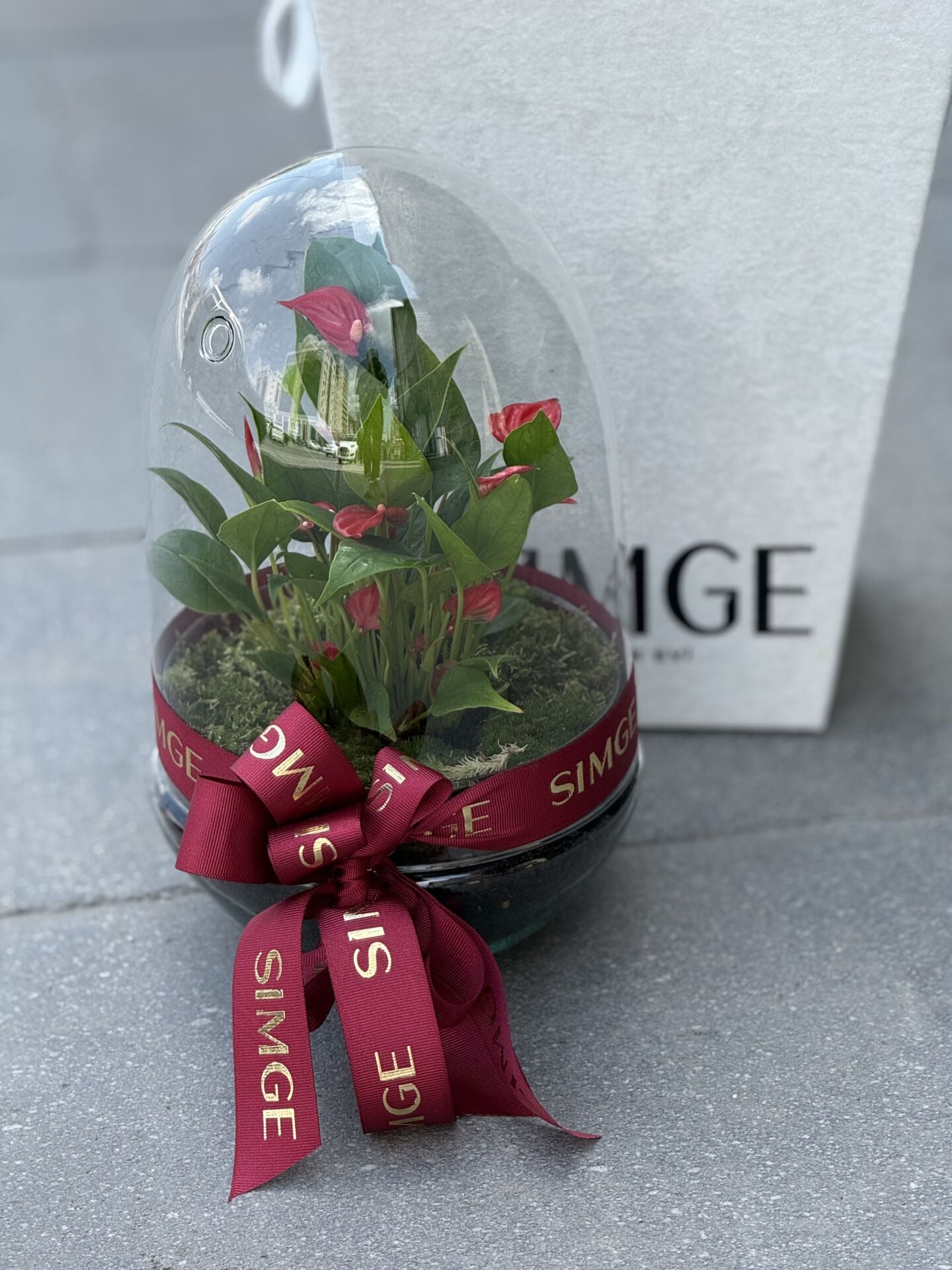 Fanus Camda Mini Anthurium Bitkisi