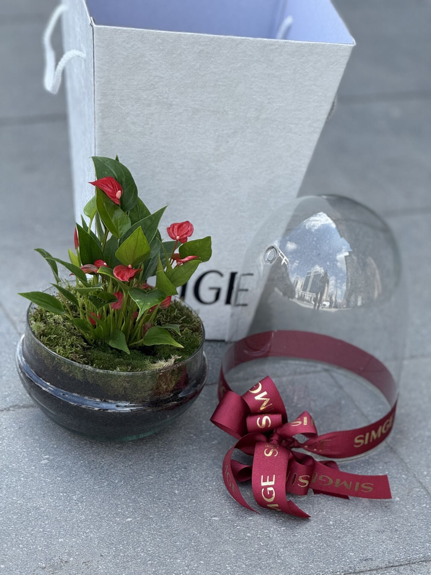 Fanus Camda Mini Anthurium Bitkisi