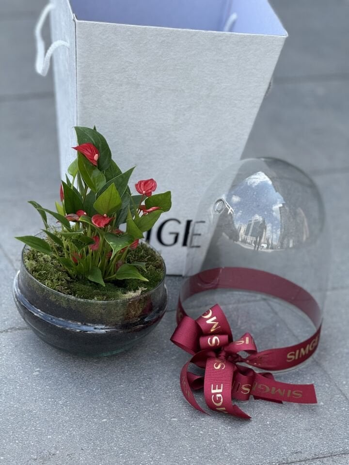 Fanus Camda Mini Anthurium Bitkisi