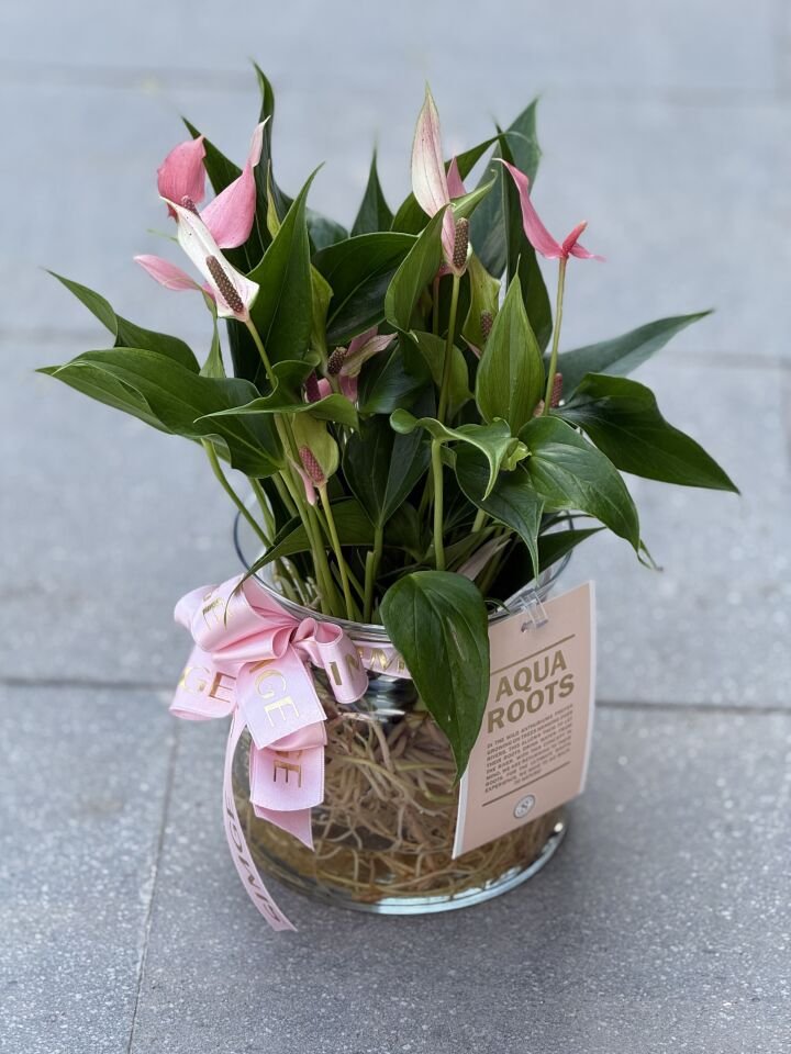 Cam Saksıda Topraksız Mini Anthurium