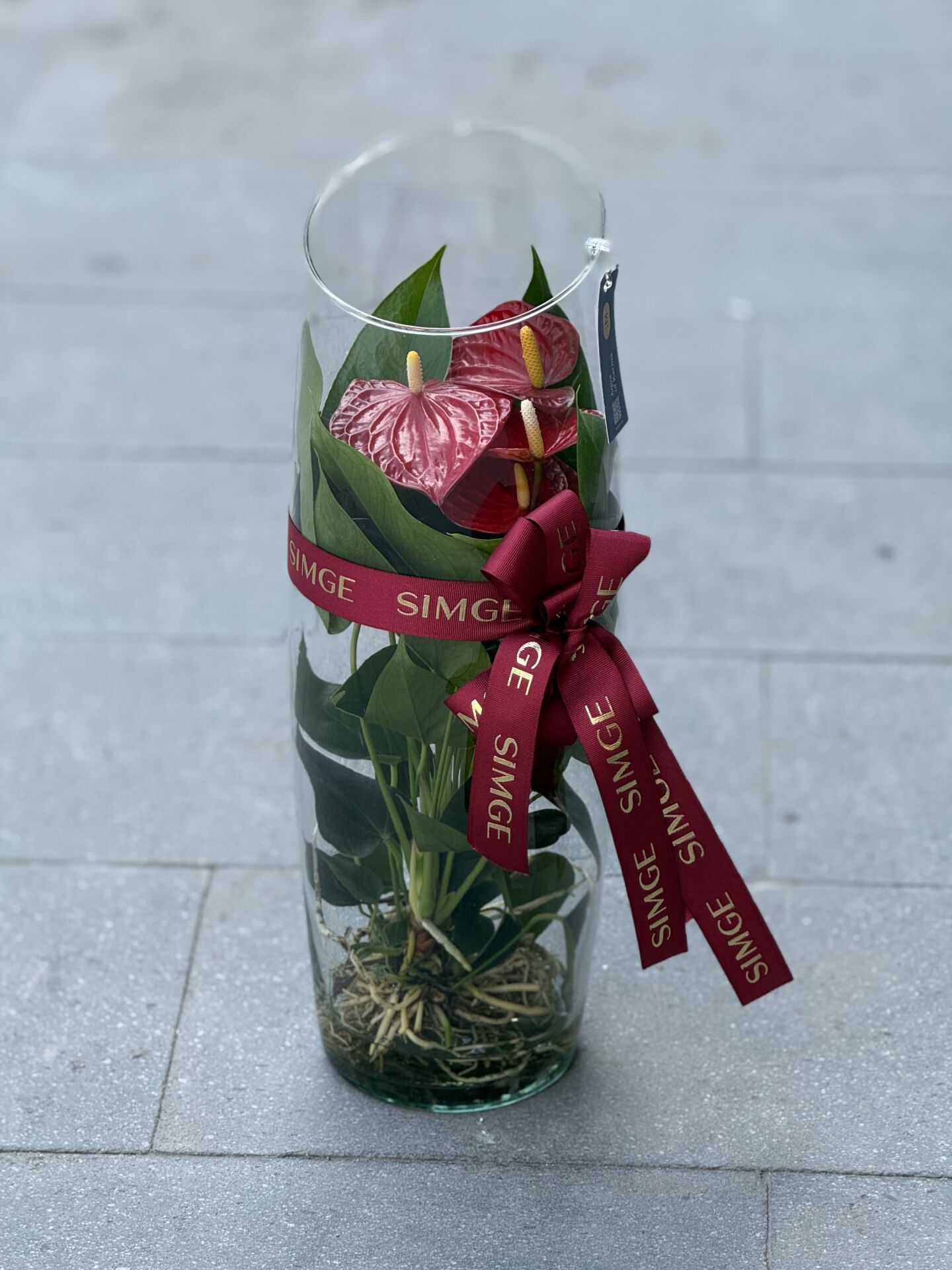 Uzun Silindir Cam Vazoda Anthurium Bitkisi