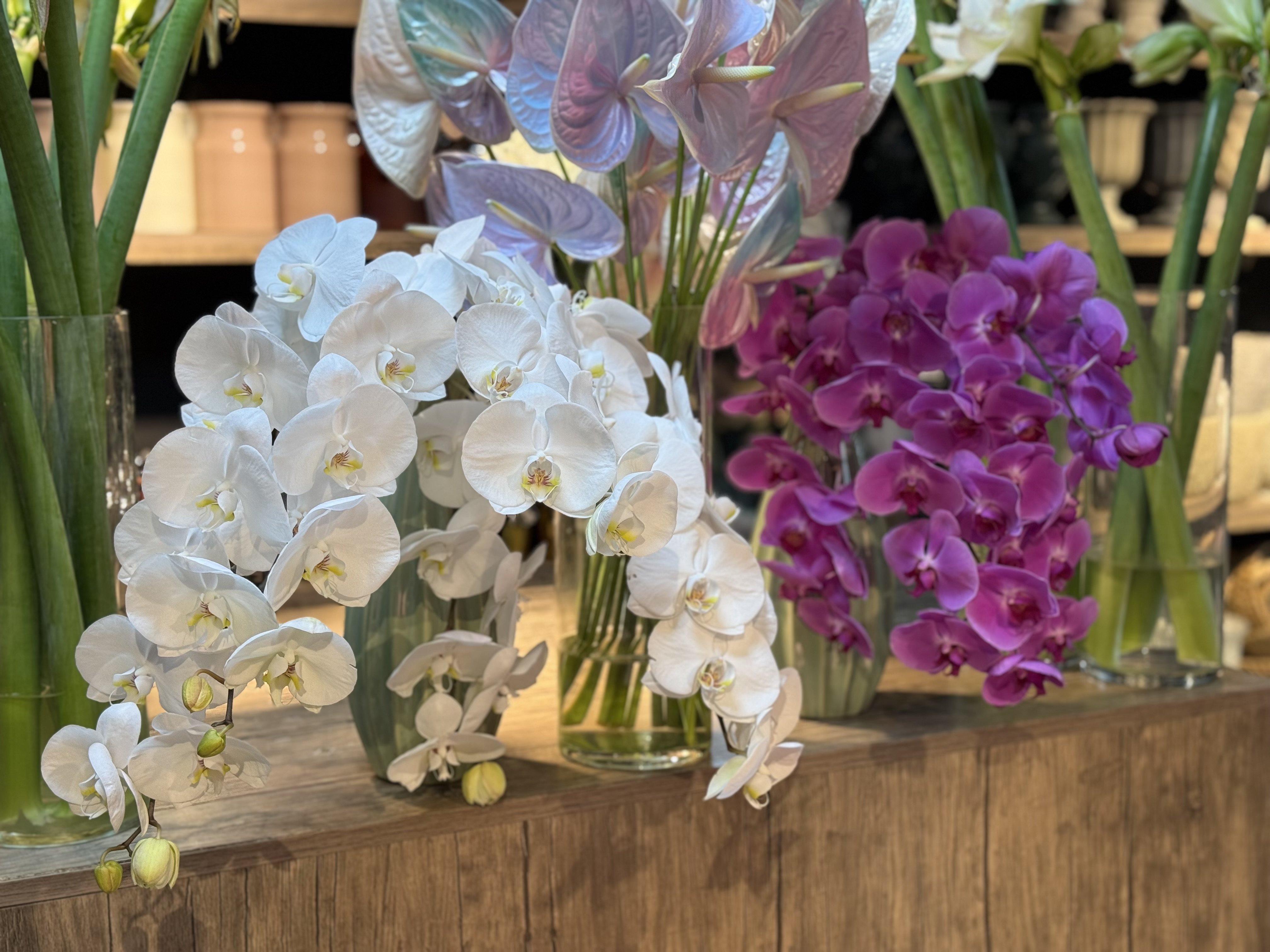 ORKİDELER VE BİTKİ ARANJMANLARI